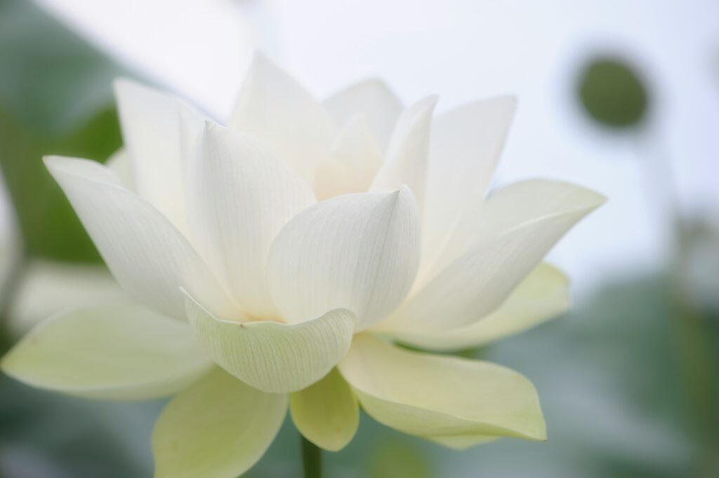 White Lotus