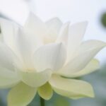 White Lotus