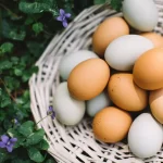 Why Eggs are important for older adults ?