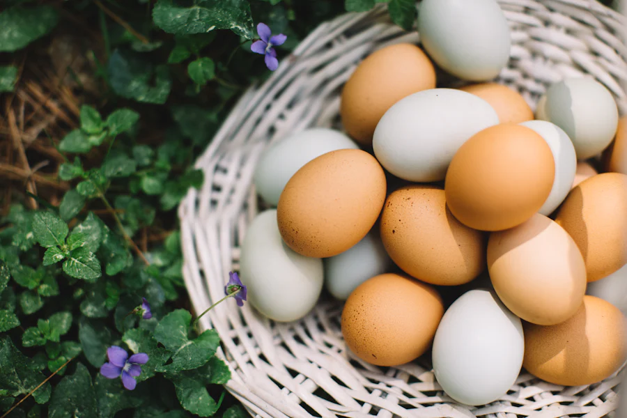 Why Eggs are important for older adults ?