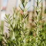 The Benefits of Rosemary Oil for Hair Care