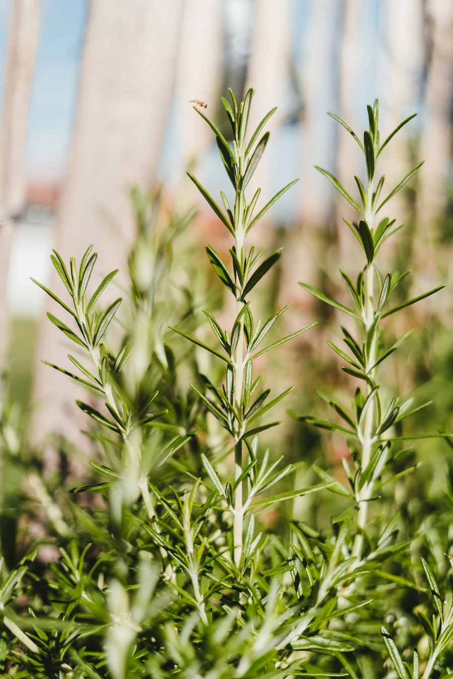 The Benefits of Rosemary Oil for Hair Care