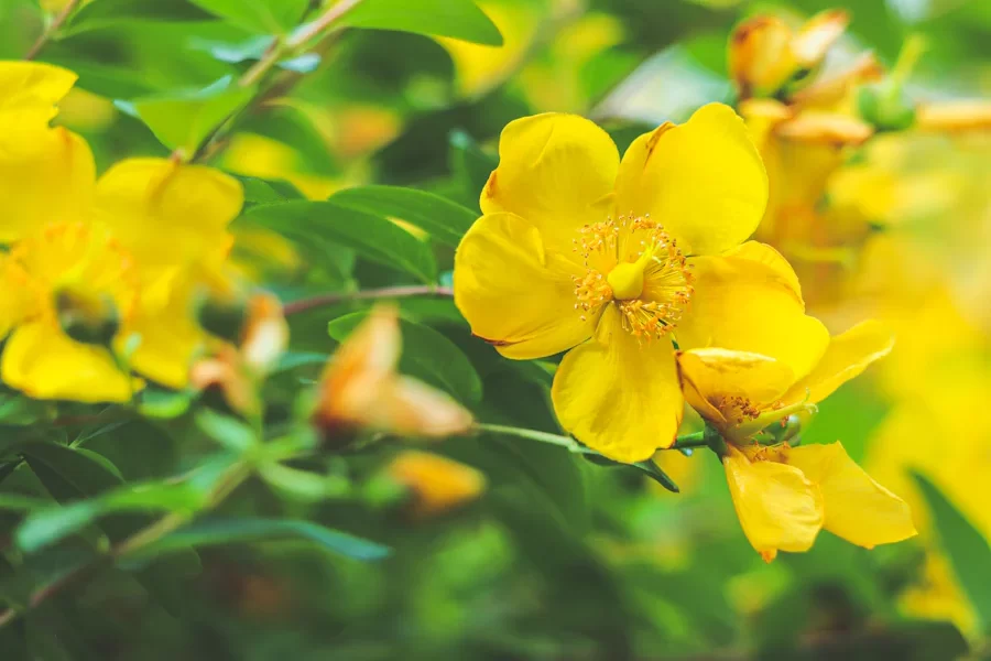 St. John's Wort