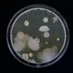 How COVID Can Change Your Gut: Understanding Symptoms and Solutions
